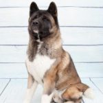 Nori | Tierheim Gelnhausen