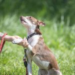 Tierheim Gelnhausen | Pancho