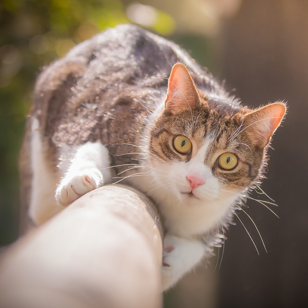 Tierheim Gelnhausen | Katzen