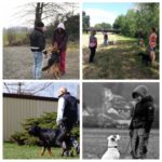 Hundetraining