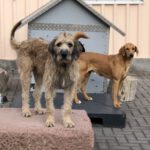 Tolle Typen aus dem Auslauf