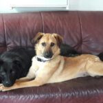 Manche dürfen auch auf die Couch