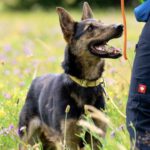 Hundetraining