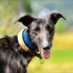 Galga