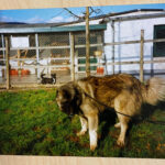 Gal_Anfaenge_0010_hund95