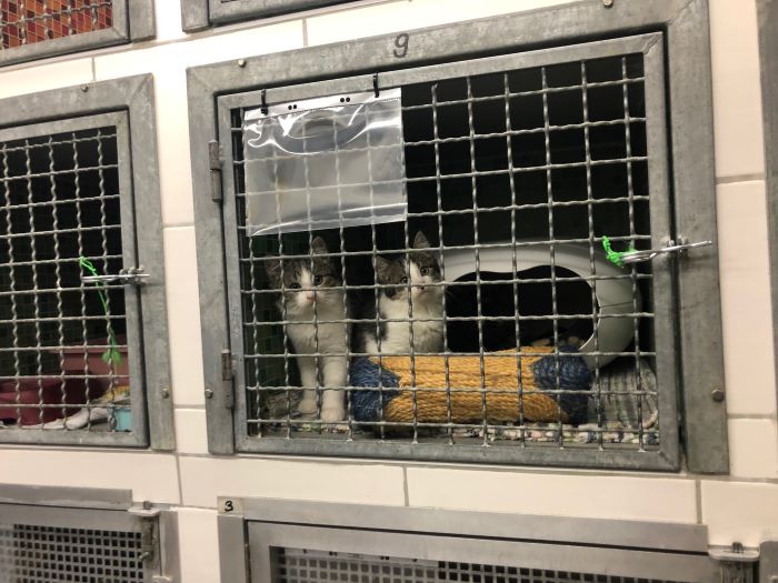 Du betrachtest gerade Wir suchen Verstärkung Tierpfleger/in Tierpflegehelfer/in Bereich Katzen & Kleintiere