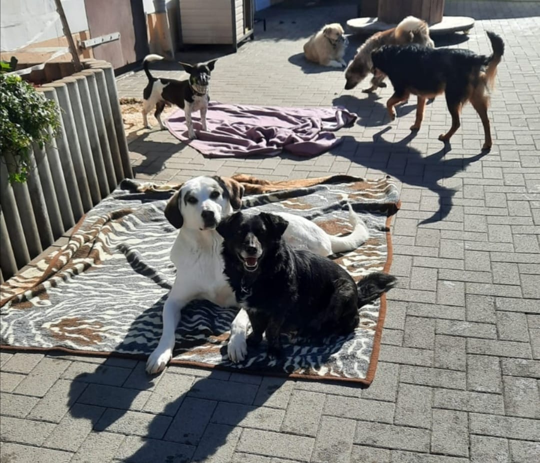 Du betrachtest gerade Hundekommunikation – Vortrag mit Samy El Ayachi