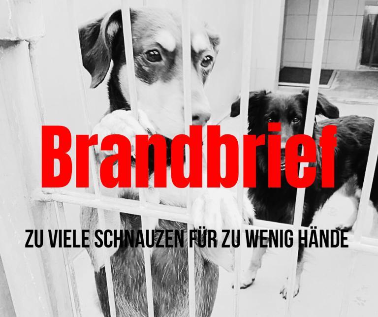 Du betrachtest gerade Deutschlands Tierheime sind am Ende! #BrandbriefTierschutz