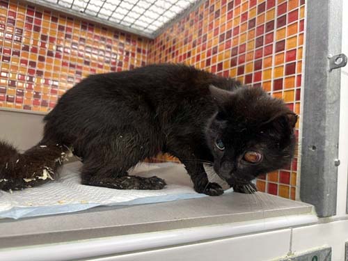 Du betrachtest gerade Jedes Katzenleben zählt – eine Kampagne des deutschen Tierschutzbundes