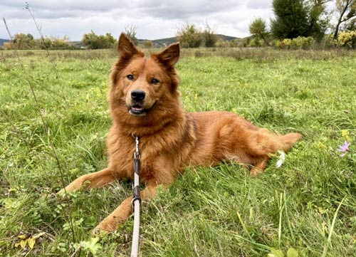 Monchi, Golden Retriever, Labrador, Husky, Schäferhund Mix (rotbraun – Tierheim Gelnhausen