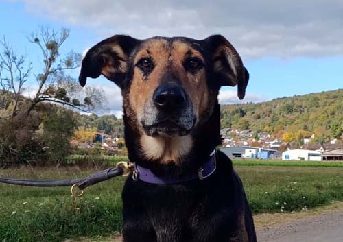 Lilly, Dobermann - Schäferhund Mischling – Tierheim Gelnhausen