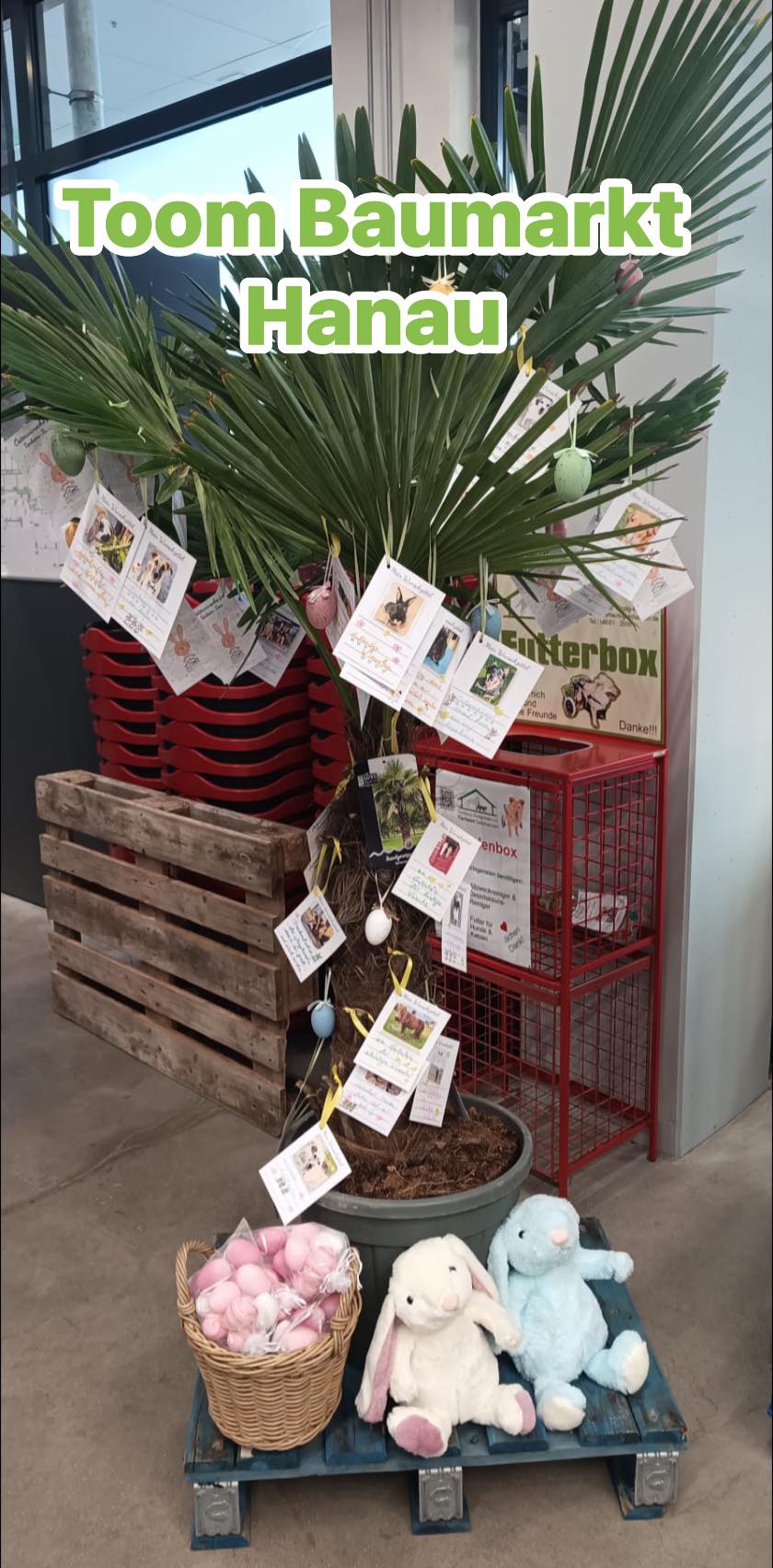 Du betrachtest gerade Osterwunsch-Palme im Toom Baumarkt Hanau