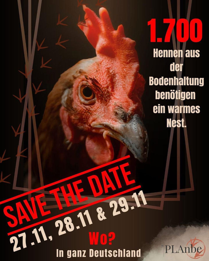 Endplätze für Hühner aus Rettung im Nov 26 gesucht.