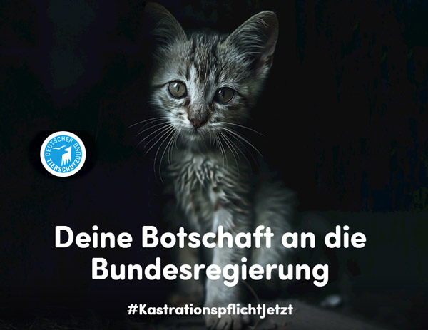 Du betrachtest gerade #KastrationspflichtJetzt – Unterstütze den Deutschen Tierschutzbund