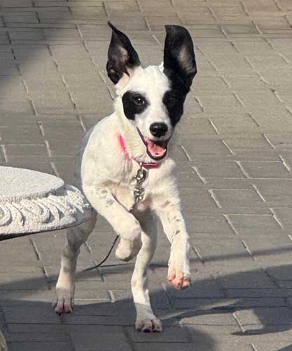 Du betrachtest gerade Dottie *RESERVIERT*