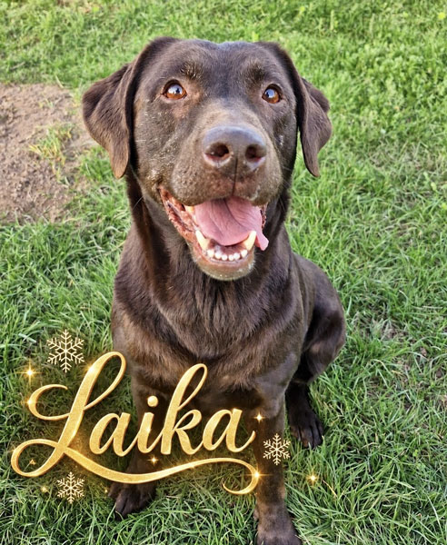 Laika, Labrador (schokobraun) – Tierheim Gelnhausen