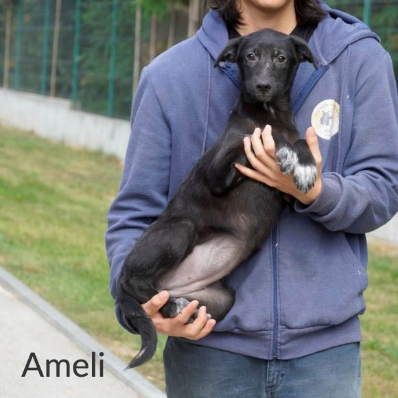 Du betrachtest gerade Ameli