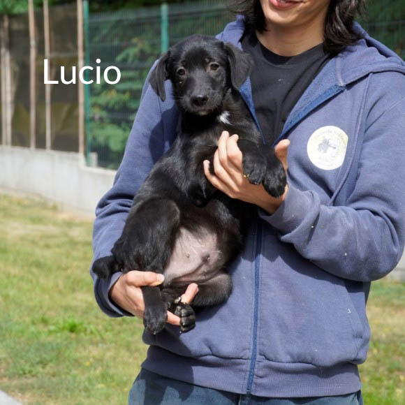 Du betrachtest gerade Lucio