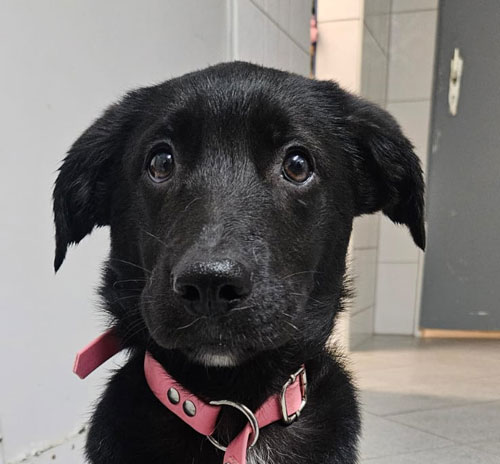 Lucio, Mischling – Tierheim Gelnhausen
