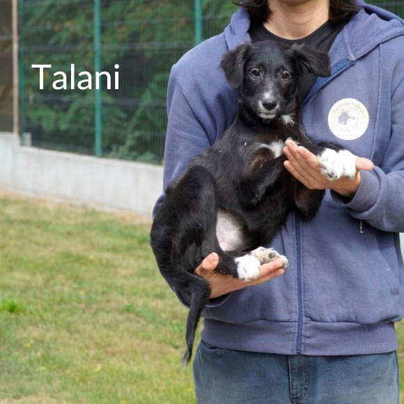 Du betrachtest gerade Talani