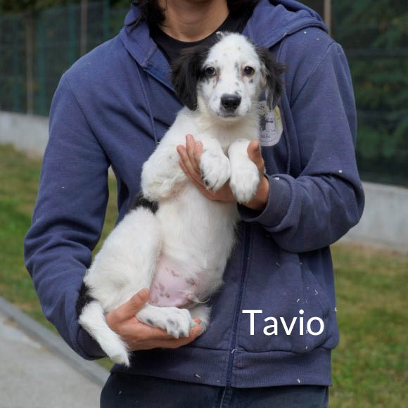 Du betrachtest gerade Tavio