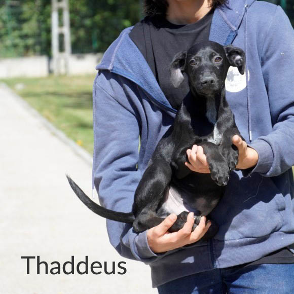 Du betrachtest gerade Thaddeus