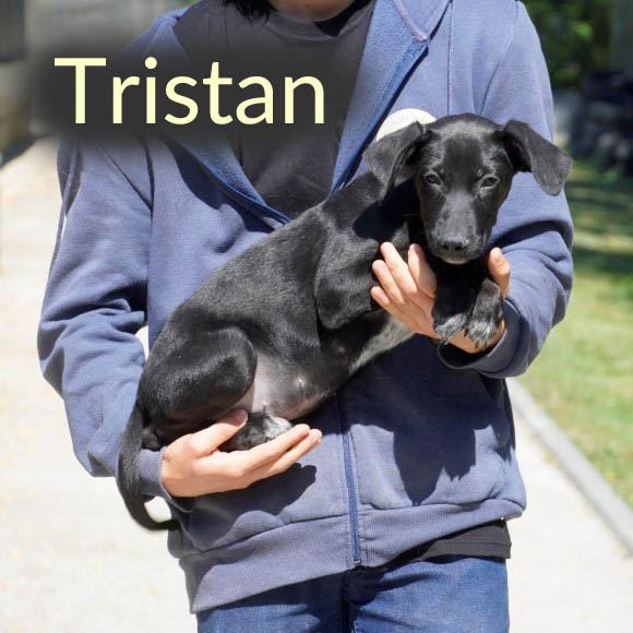 Du betrachtest gerade Tristan *RESERVIERT*