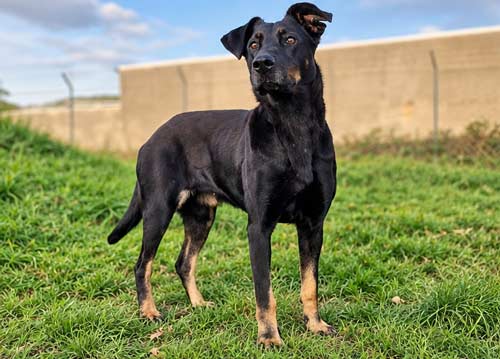 Amy, Dobermann - Schäferhund Mischling – Tierheim Gelnhausen