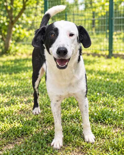 Murphy, Mischling – Tierheim Gelnhausen