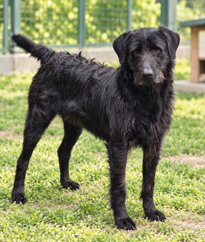 Naomi, Mischling – Tierheim Gelnhausen