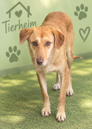 Olivia, Mischling – Tierheim Gelnhausen