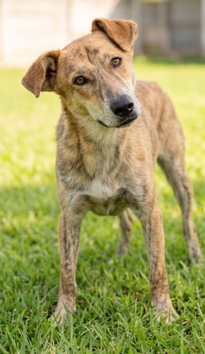 Ollie, Mischling – Tierheim Gelnhausen
