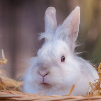 Tierheim Gelnhausen | Andere Tiere