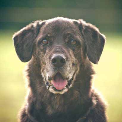 Tierschutz Kinzig-Main - Tierheim Gelnhausen Start Hunde